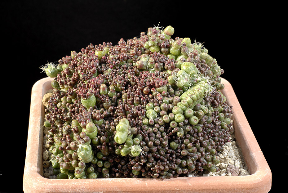 MAmmillaria bocasana mostruosa 14 cm 60.00 €.jpg